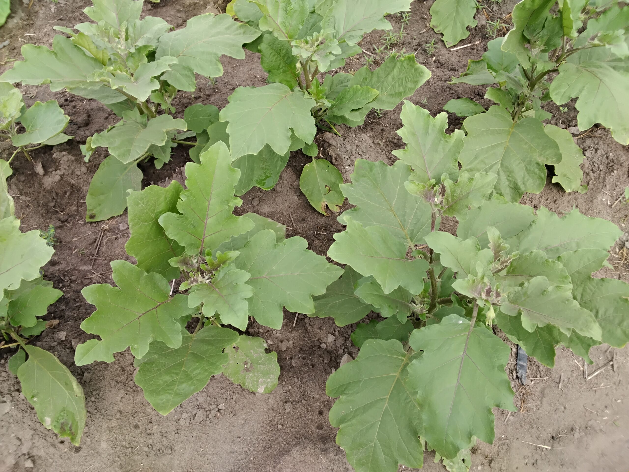 20260212 101046 Scaled